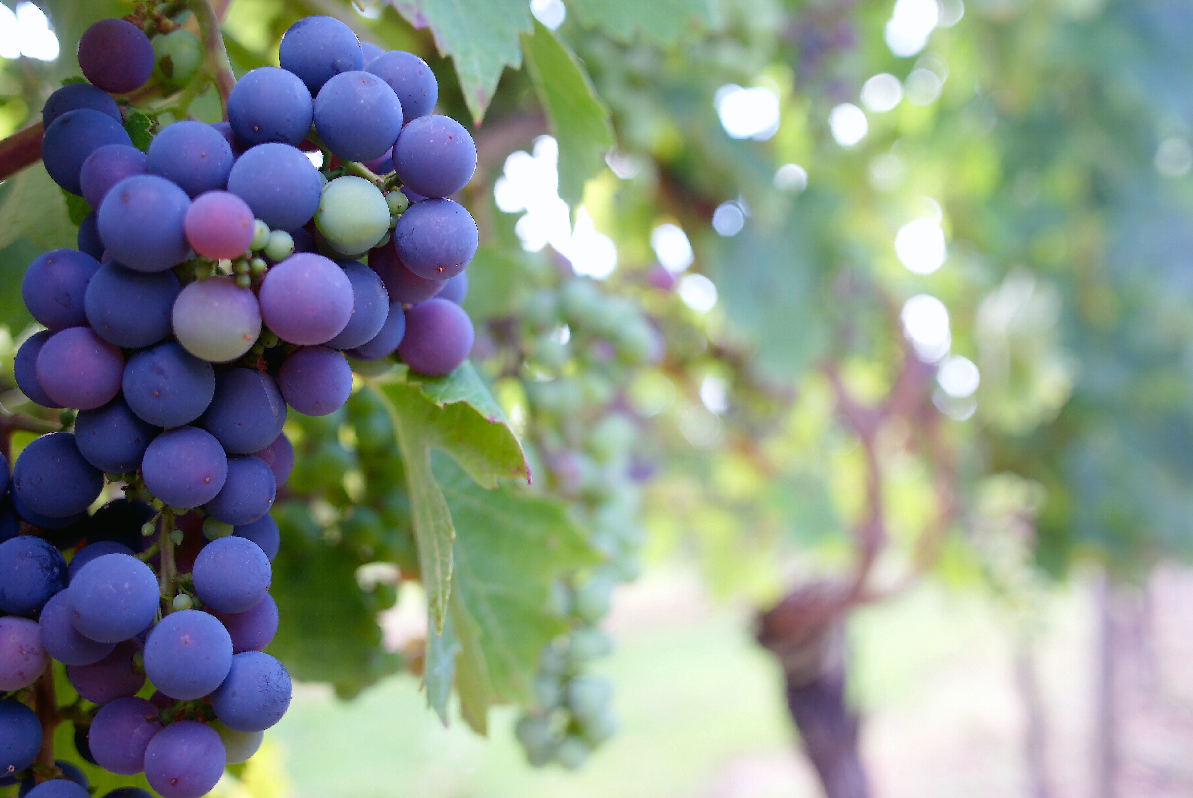 Introduction to Wine Grape Growing
