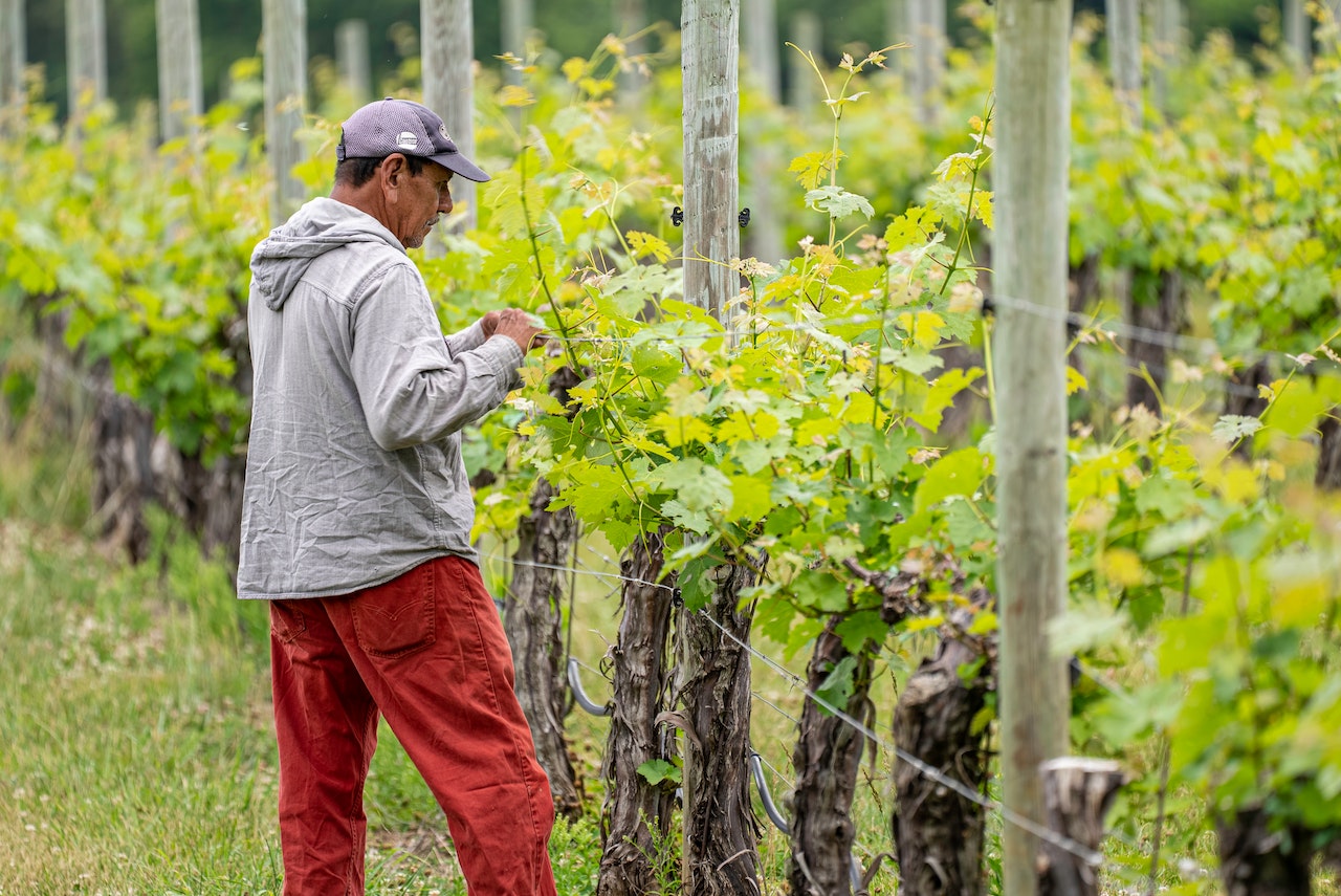 Essential Vine Training and Pruning Tips