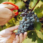 Problems in Winemaking